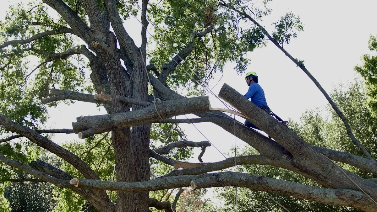 Professional Hazardous Tree Removal performed by certified arborists in Melba