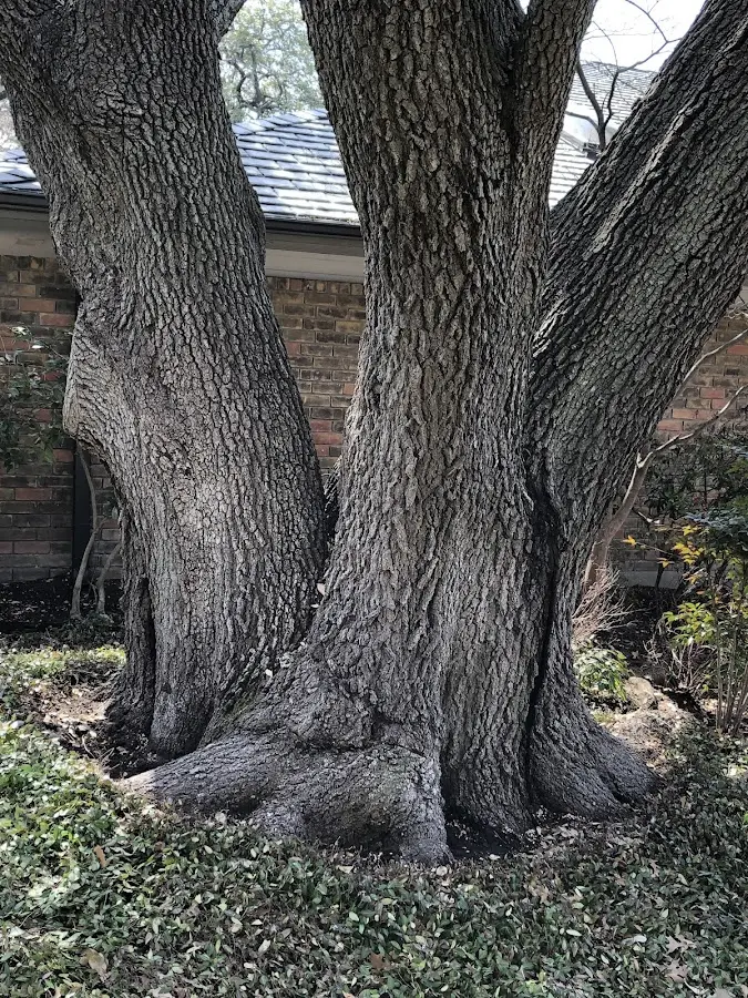 Mature heritage tree close to a Melba property cared for by certified arborists